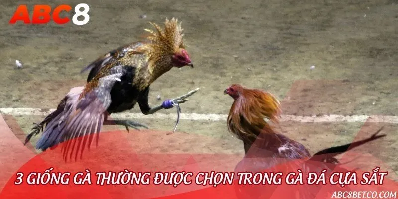 Kinh nghiệm chính là chọn gà, quan sát đối thủ khi chơi