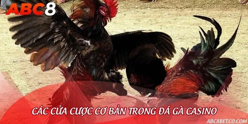 Luật đặt cược trong đá gà casino trực tuyến