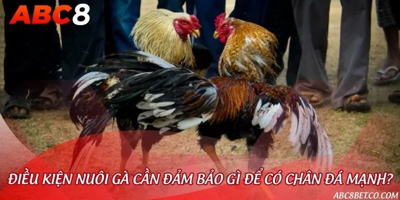 Điều kiện nhiệt độ lý tưởng 25-30 độ C để nuôi gà