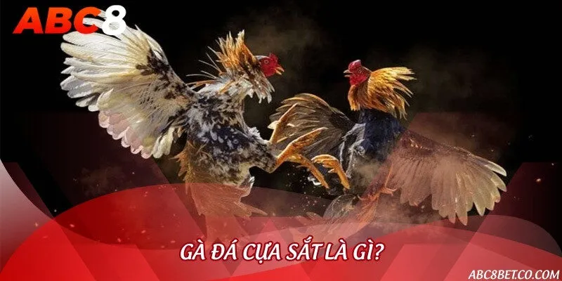 Đá gà cựa sắt là chiến kê sẽ được trang bị cựa sắt