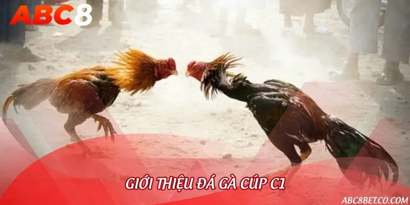 Cúp C1 là nơi quy tụ nhiều trận đấu đá gà đẳng cấp nhất hành tinh