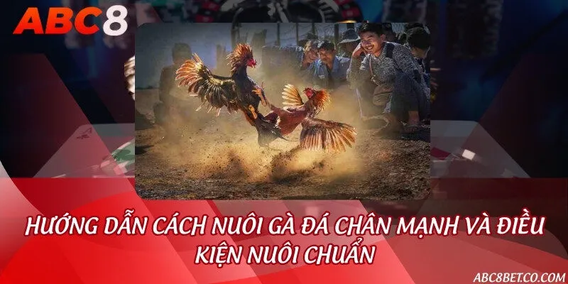 Hướng dẫn cách nuôi gà đá chân mạnh và điều kiện nuôi chuẩn