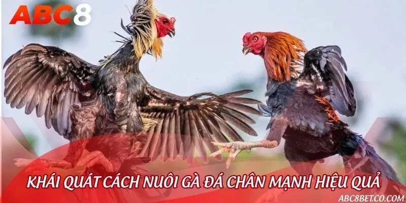 Tổng quan về cách nuôi gà chọi đạt phong độ cao