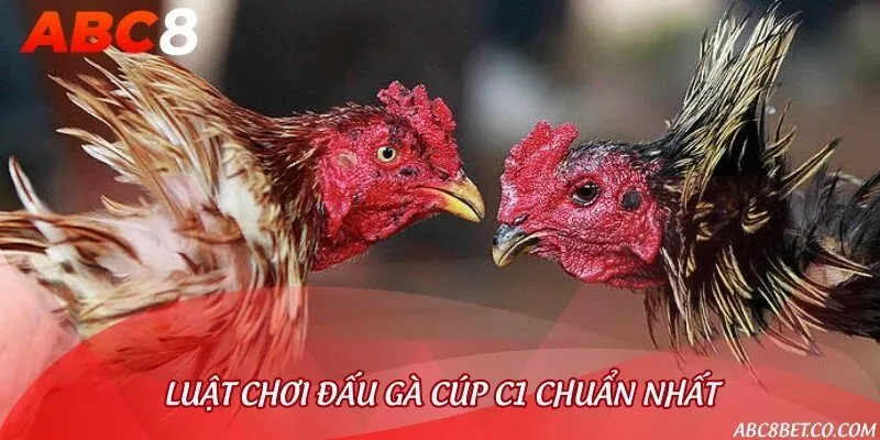 Luật chơi đá gà khuôn khổ cúp C1 đúng quy cách