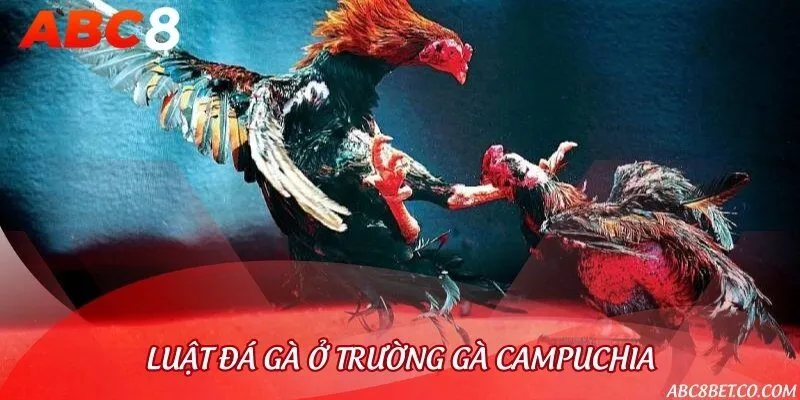 Luật chơi đá gà chi tiết trong các trường gà Campuchia