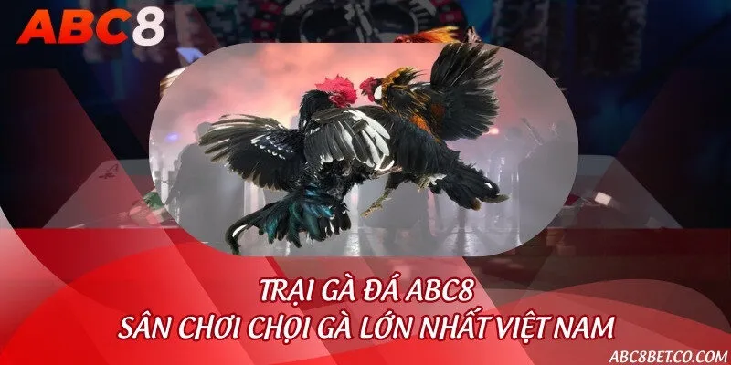 Trại gà đá ABC8 - Sân chơi chọi gà lớn nhất Việt Nam
