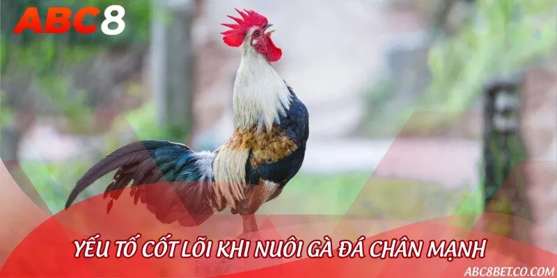 Yếu tố quan trọng nhất trong quá trình nuôi gà chọi chân mạnh